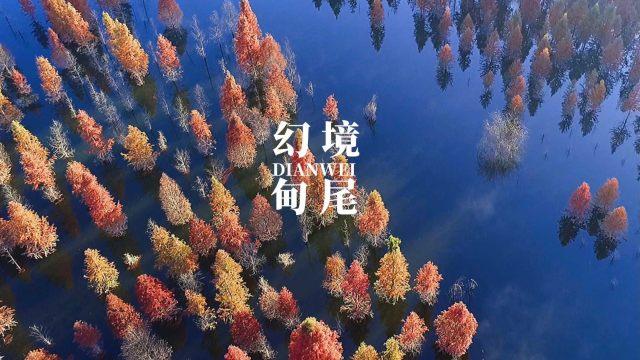 蚊子猎手